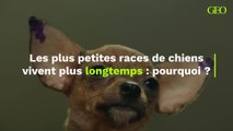 Les plus petites races de chiens vivent plus longtemps : pourquoi ?