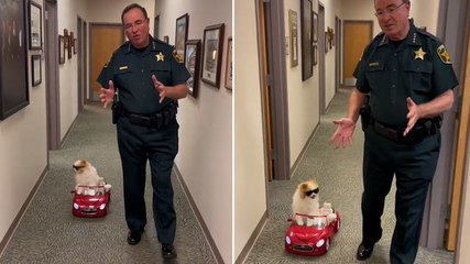 Florida sheriff’s office demonstrates road safety using dog in adorable clip