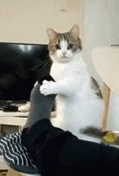 Sweet  cat