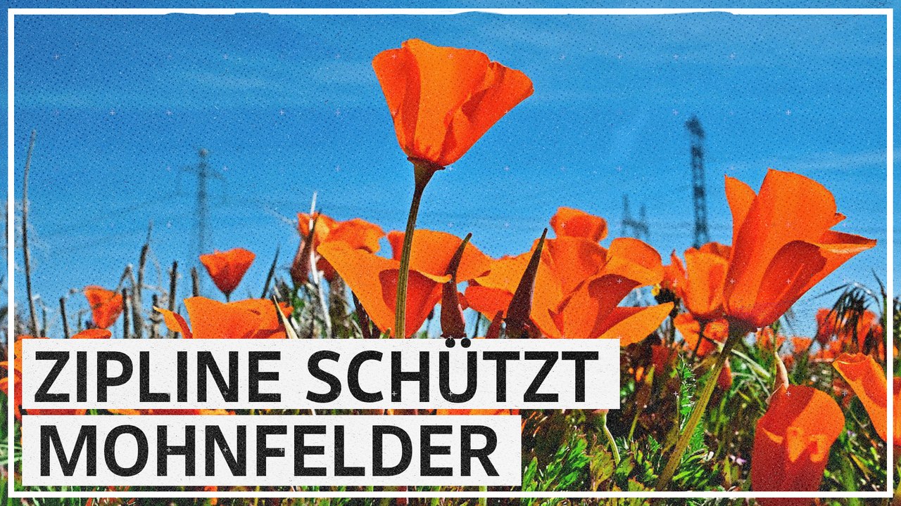 Superbloom in Kalifornien begeistert Blumenfans
