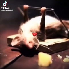 most entertaining video 2023/ mouse most viral video 2023