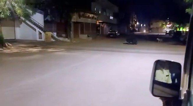 आधी रात शहर में घुसा भालू, पुलिस की गाड़ी देख भागने लगा इधर-उधर, देखें वीडियो