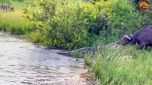 Buffalo Drags Huge Croc Out of the Water by Its Nose