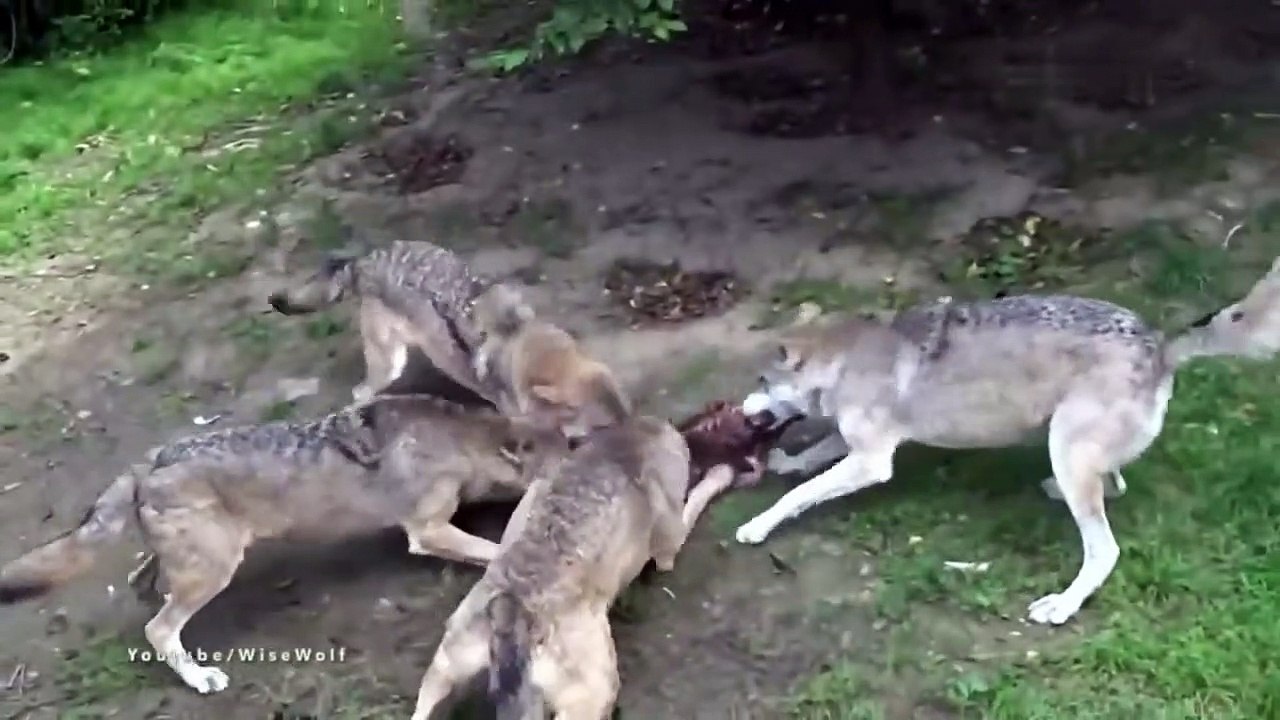 8 Most RUTHLESS Pack Hunter Animals in the Wild