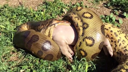 7 Animals That Could DEFEAT A Komodo Dragon   Pet Spot