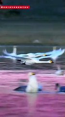 Swan Swimming #dailymotion #trending #swan #viral @enjoyshorts