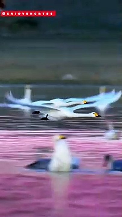 Swan Swimming #dailymotion #trending #swan #viral @enjoyshorts