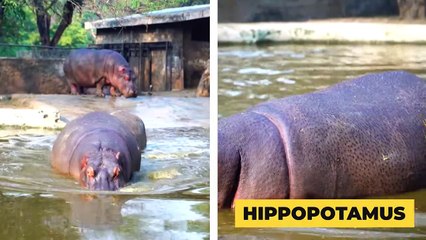 10 STRONGEST Prey in the Wild - when prey fights back   Pet Spot