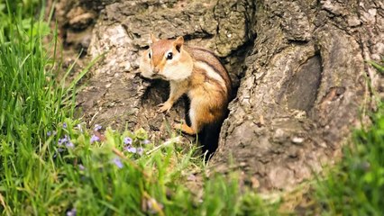 15 HORRIFYING Moments of Wild Animals Messing with the Wrong Animals   Pet Spot