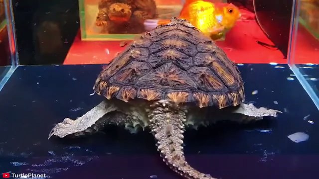 15 INSANE Moments of Turtles Attacking Other Animals Pet Spot