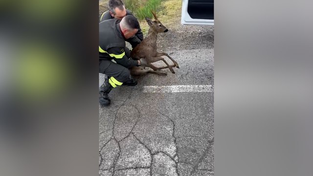 Ferrara, piccolo capriolo salvato dai vigili del fuoco