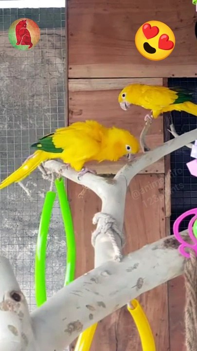 Golden colored parrot