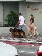 Alpaca passeia por Balneário Camboriú com tutores