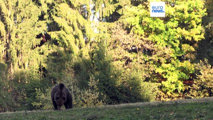 Descargar video: Caccia, esecuzioni mirate o ricollocazioni: cosa fare quando l'orso attacca l'uomo