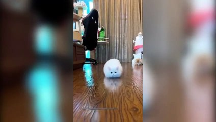 Funny Cats Videos 2023 -   Cute Cats and Kittens Compilation