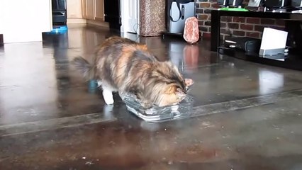 BEST OF SIBERIAN CAT - Everything To Know!