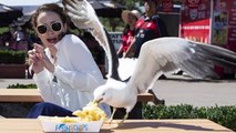 BRUTAL Moments of Birds Eating Other Birds #2   Pet Spot