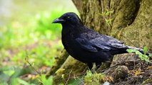 BRUTAL Moments of Birds Eating Other Birds   Pet Spot