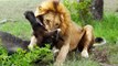 BRUTAL Moments when Male Lions Attacked their Prey   Pet Spot