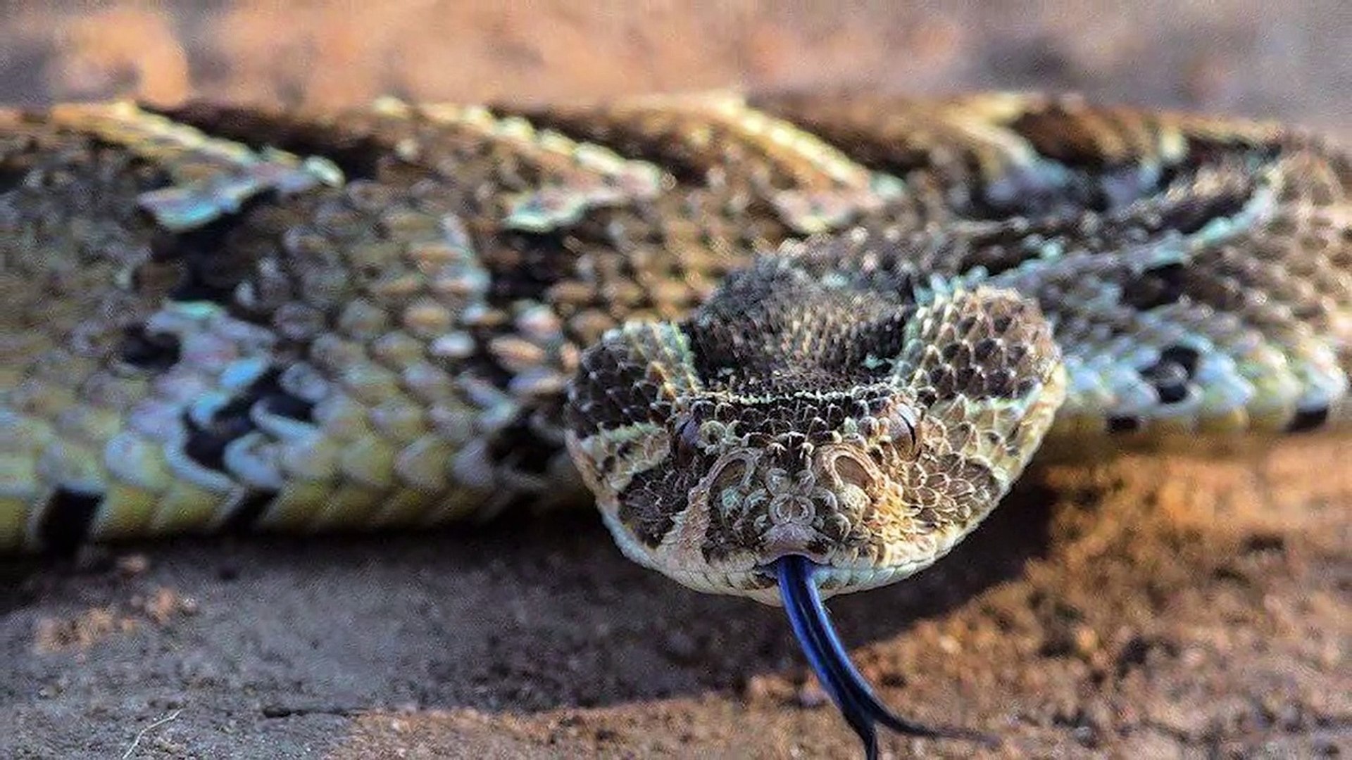 ⁣Crazy Moments of Snakes Messing with the Wrong Opponent #2   Pet Spot