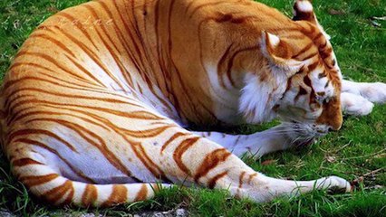 RUTHLESS Hunting Moments of BIG Cats   Pet Spot