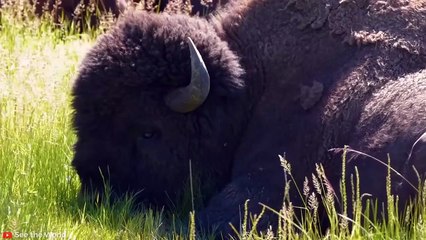 HORRIFIC Moments when Deadly Horns Crush Predators   Pet Spot