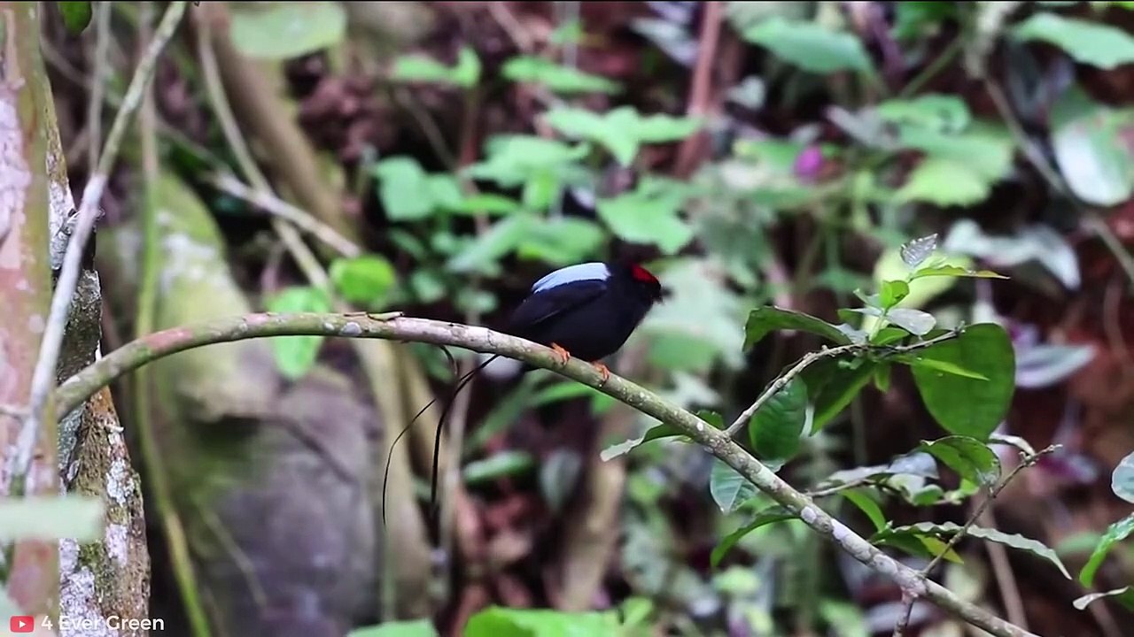 INCREDIBLE Animals That Can Defeat Crocodiles, Alligators and Caimans   Pet Spot