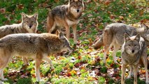 INSANE Moments of Coyotes Hunting in the Wild   Pet Spot