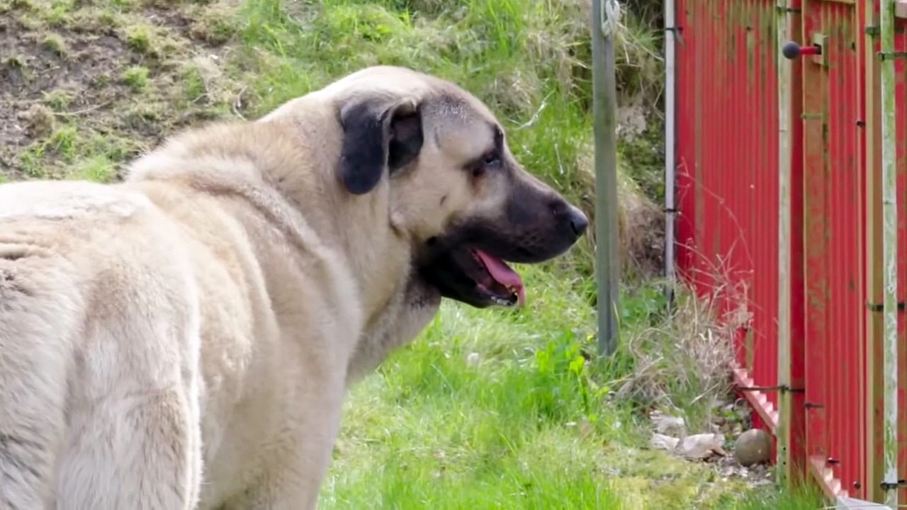 KANGAL - THE WOLF KILLER