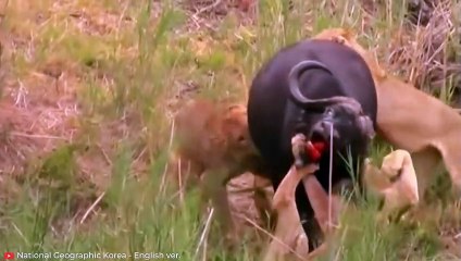 INSANE Moments Predators Became Prey   Pet Spot