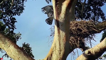 MOST CRUEL Hunting Moments of Eagles   Pet Spot