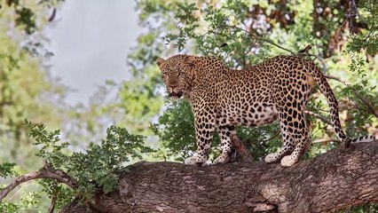 RUTHLESS Hunting Moments of Big Cats #2   Pet Spot