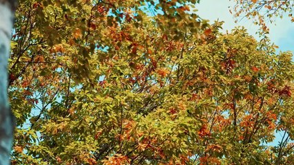 Solo Camping at Near Beautiful Lake Side in Hokkado JAPAN Autumn, Relaxing Nature Sounds ASMR.