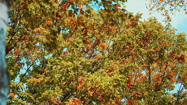 Solo Camping at Near Beautiful Lake Side in Hokkado JAPAN Autumn, Relaxing Nature Sounds ASMR.