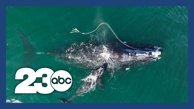Landmark law saved whales through marine industries change