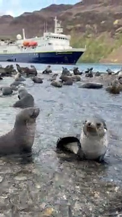 Seal Pups Galore
