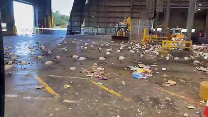 Birds Flock to Garbage Dump