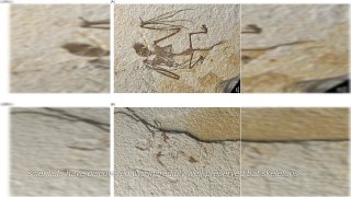 52 Million-Year-Old Bat Fossils Found | Oldest and Smallest Species Ever Discovered|world around us