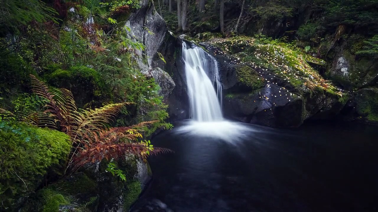 Forest Light | movie | 2021 | Official Trailer