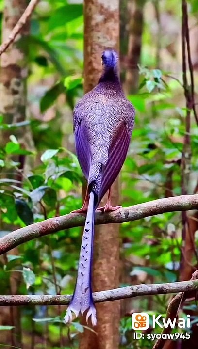 buetiful  bird