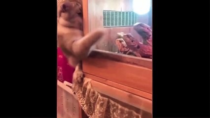 Fun Time with Funny Dogs and Cats