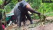 How elephants wait and take revenge. Is Anapaka real?? elephant attack kerala
