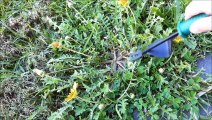 How To Remove a Weed Using a 2-Prong Weed Removal Tool