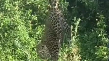 बिजनौर:मादा गुलदार का शावक मिलने से लोगों में मचा हड़कंप