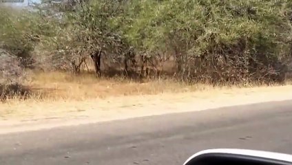 Grants Gazzele Take Down Cheetah With Horns Lion Hunt Imapala Fail