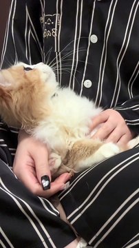 Cat Funny Moments | Funny Cats | Cute Pets | Funny Animals #animals #pets #cats #cat #catvideos #4u