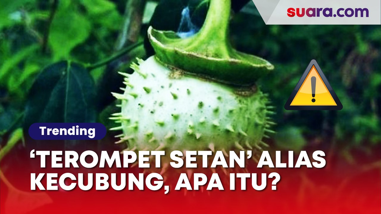 Apa Itu Kecubung? Kenali Efek Samping Fatal Tanaman yang Jadi 'Senjata' Perampokan Taksi Online Ini