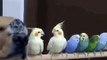  Funny Baby Birds Compilation - Adorable Moments with the Cutest Birds!