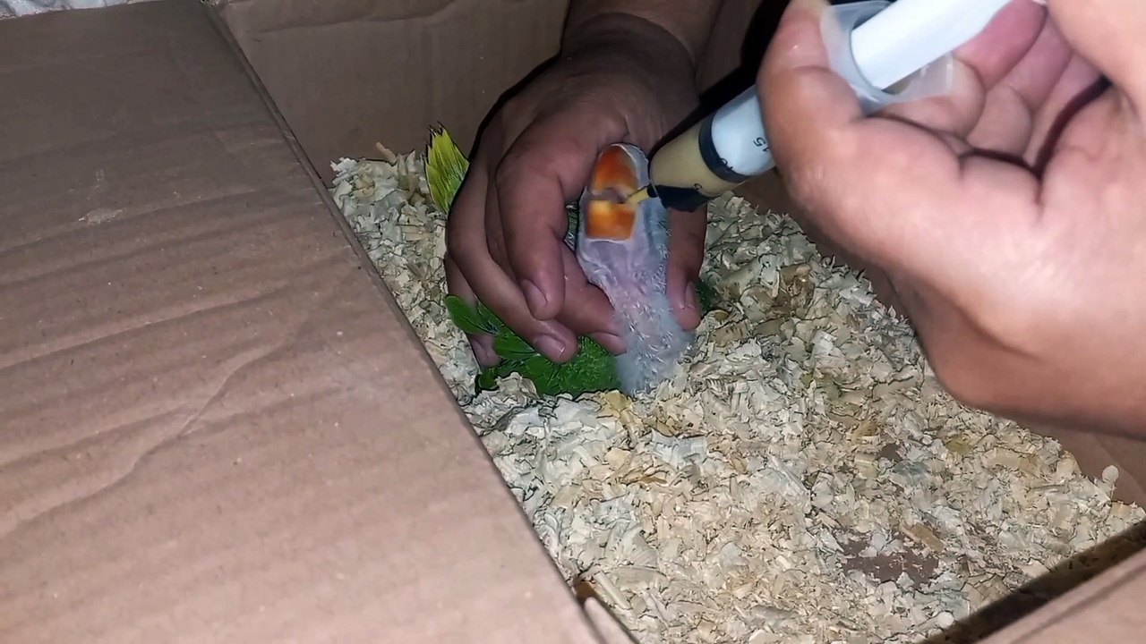 Ringneck Parrot Chick Growth in Just Two Weeks- Talking Parrot Chick