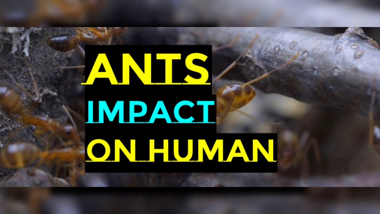 The Impact of ants on human health - video Dailymotion